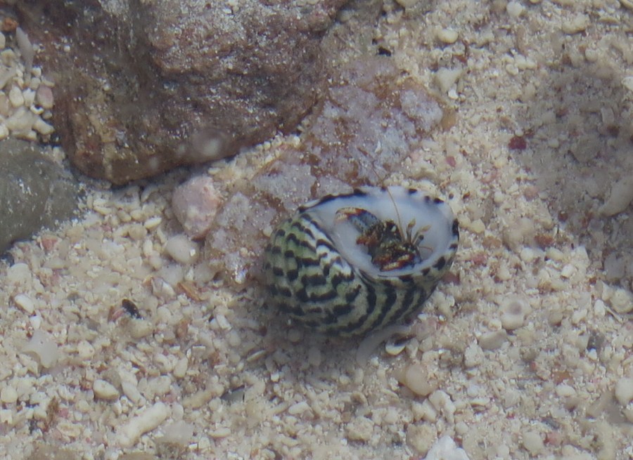 Hermit crab