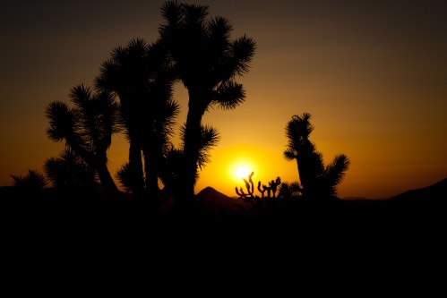 "The Arizona Desert" - Sean G. Marjoram